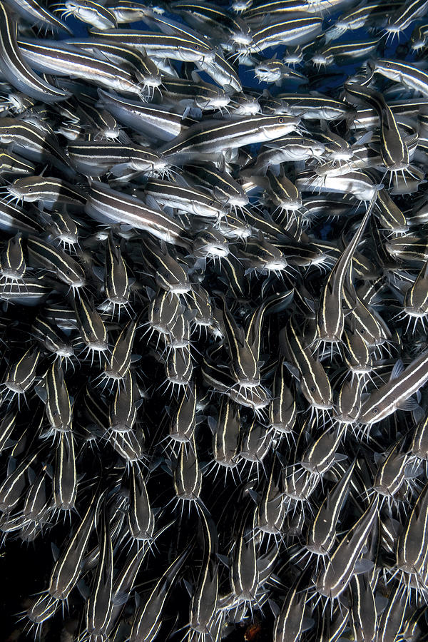 Fish Photograph - Stripped Eels #1 by Dani Barchana