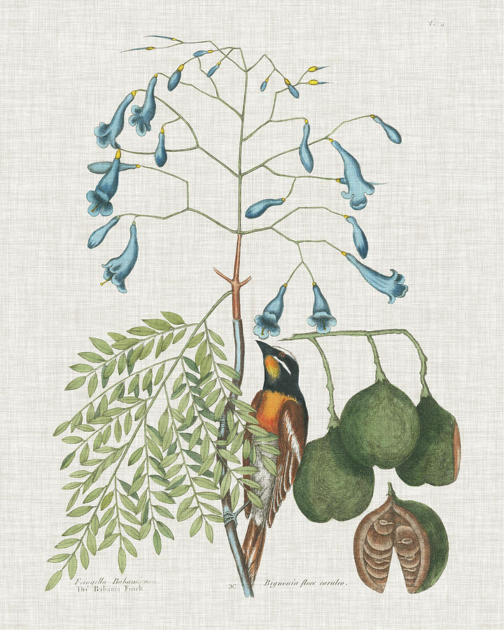 Studies In Nature II #1 Painting by Mark Catesby