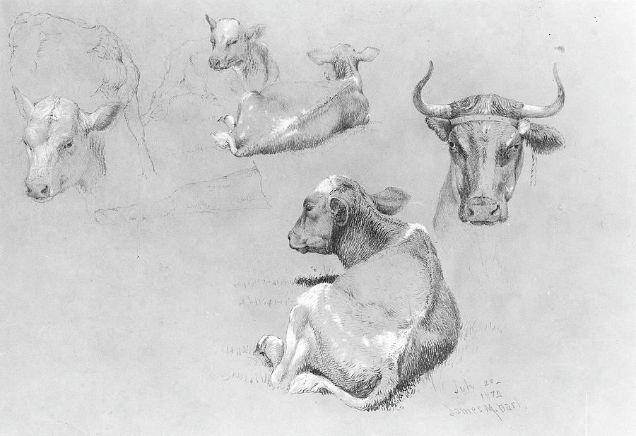 Cow Drawing - Studies Of Cows And Calves by James Mcdougal Hart