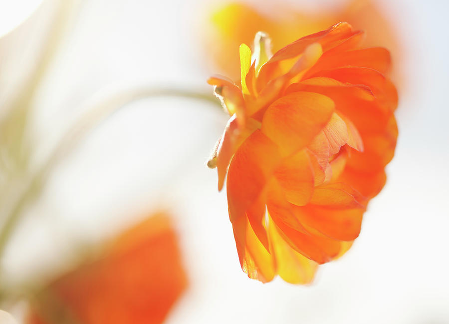 Studio Shot Of Orange Ranunculus #1 Photograph by Tetra Images
