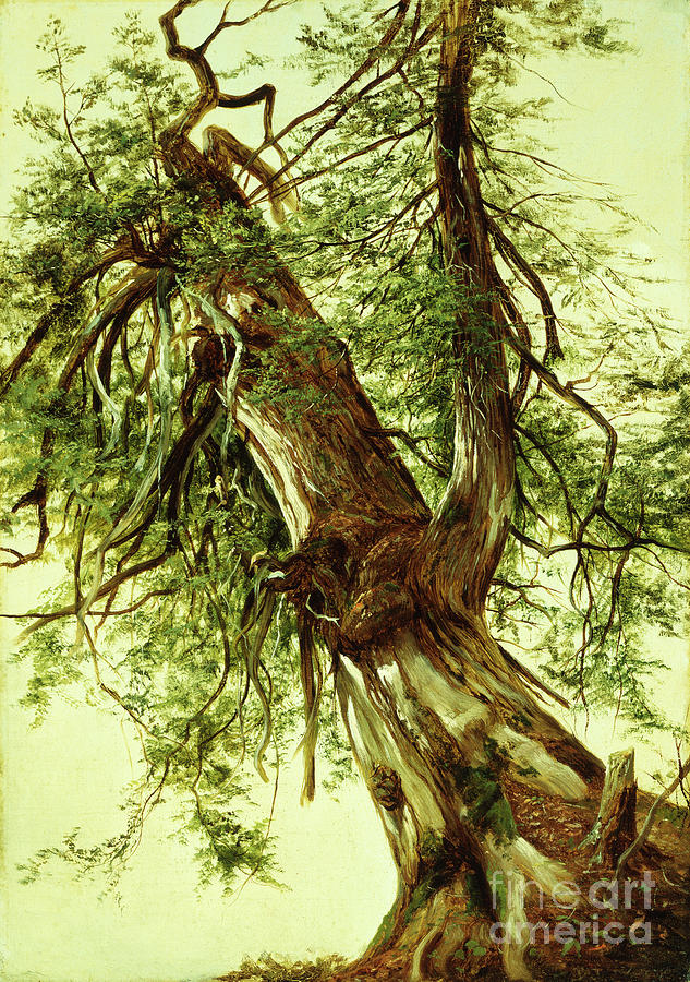 Study Of A Cedar Painting by David Johnson