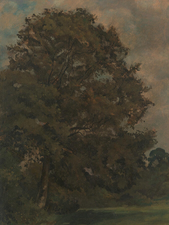 Study of an Ash Tree, from circa 1851 Painting by Lionel Constable