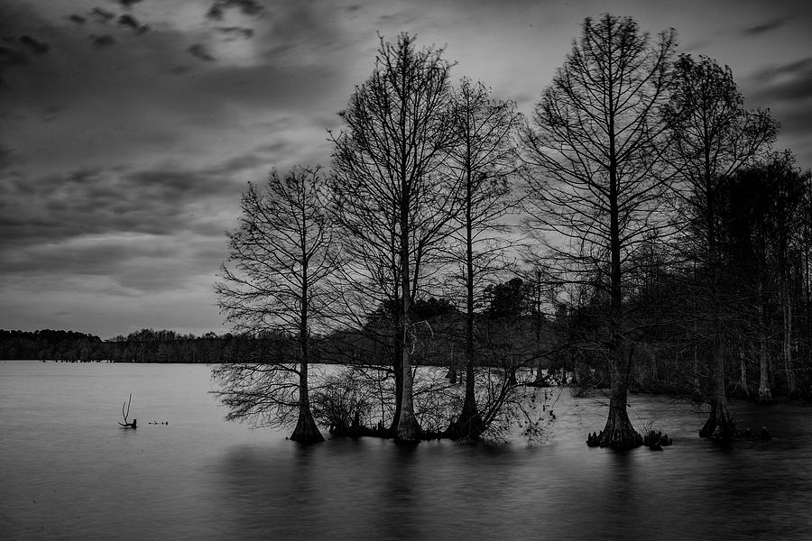 Stumpy Lake #1 Photograph by Pete Federico Stumpy Lake #1 Photograph by Pete Federico