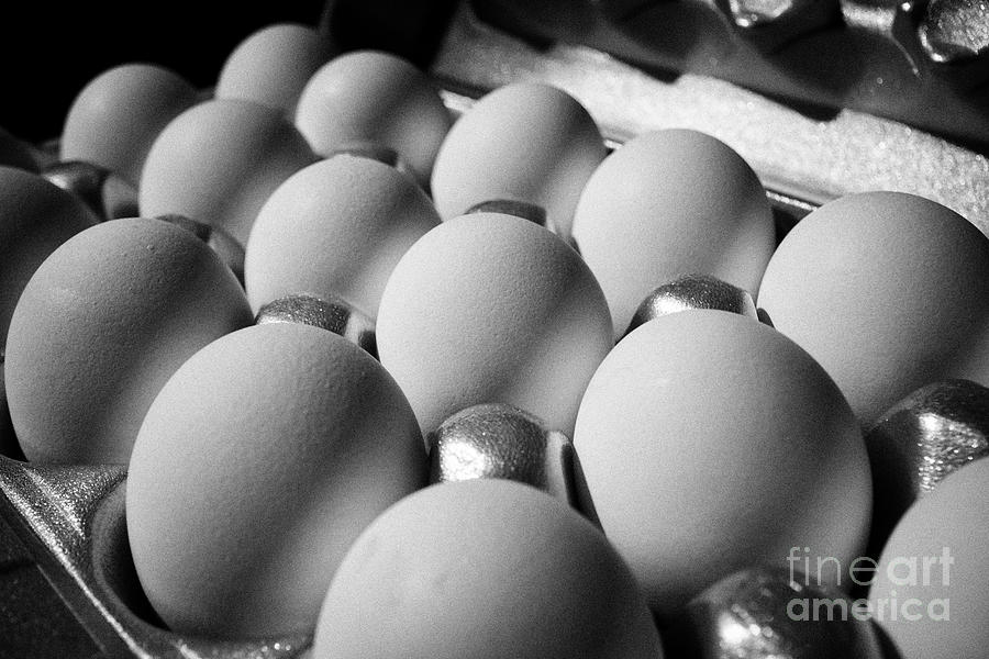 Egg Photograph - styrofoam box of white eggs in the USA United States of America #1 by Joe Fox