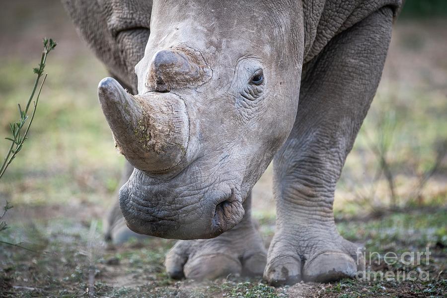 Sub-adult Bull White Rhino #1 Photograph by Peter Chadwick/science Photo Library