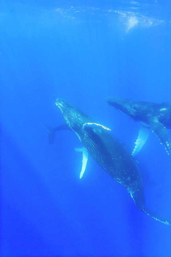 Sub Adult Humpback Whales,central Photograph by Stuart Westmorland ...