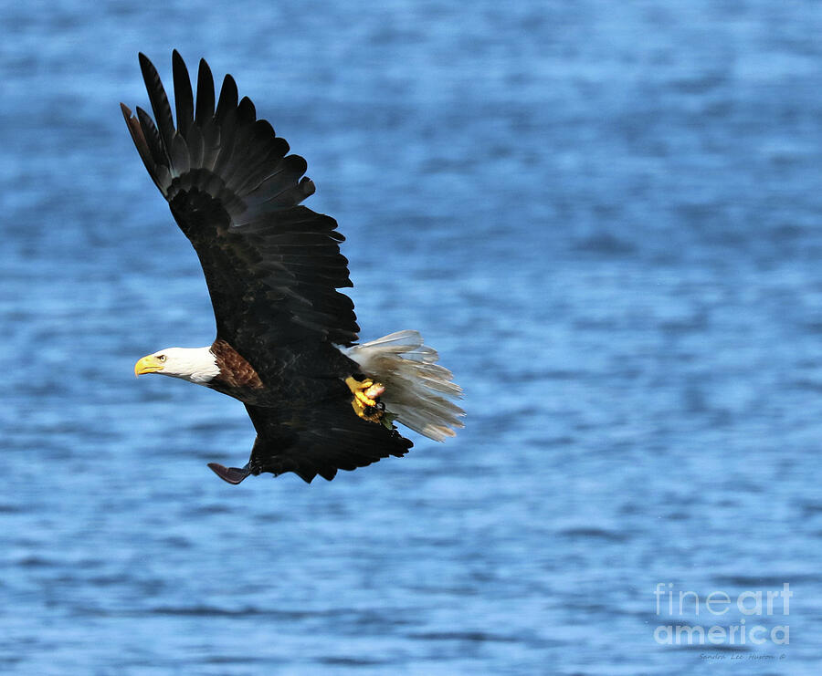 Eagles Success At Last  Photograph by Sandra Huston