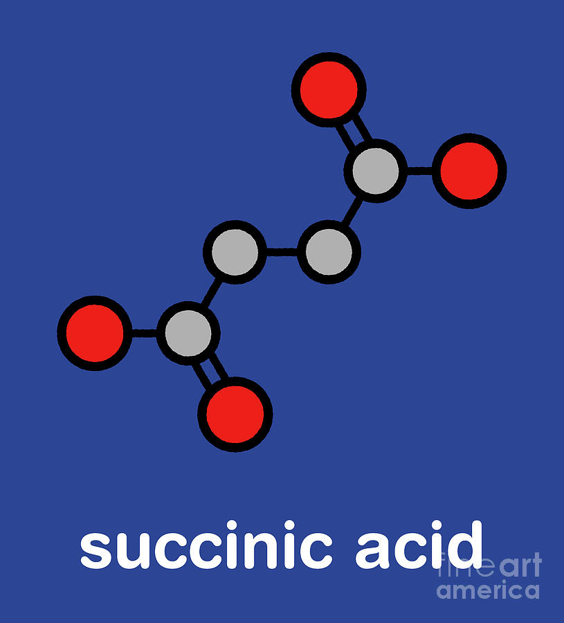 Succinic Acid Molecule Photograph by Molekuul/science Photo Library ...