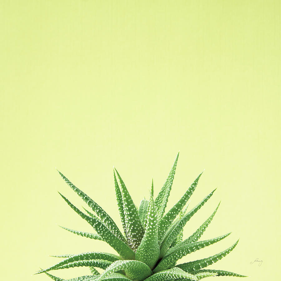 Aloe Photograph - Succulent Simplicity I #1 by Felicity Bradley
