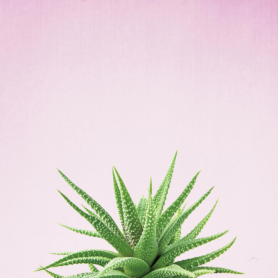 Aloe Photograph - Succulent Simplicity I On Pink #1 by Felicity Bradley