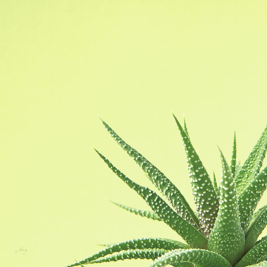 Aloe Photograph - Succulent Simplicity II #1 by Felicity Bradley