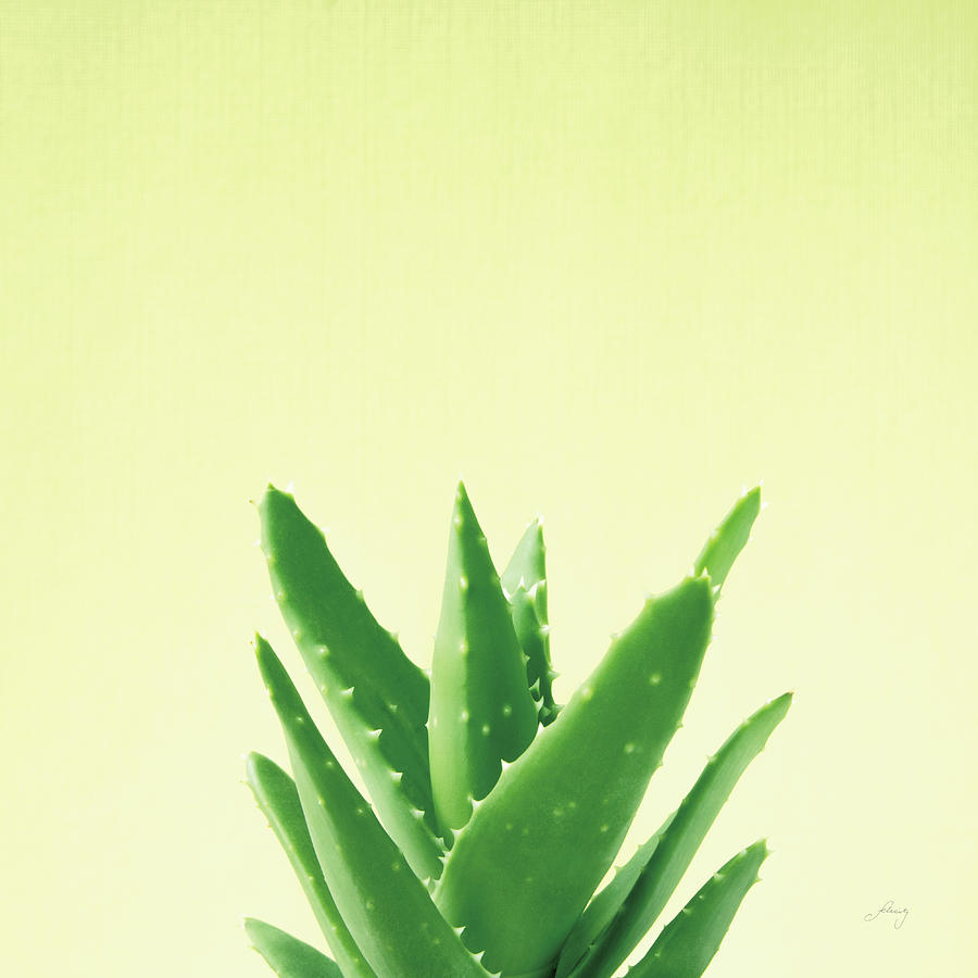 Aloe Photograph - Succulent Simplicity V #1 by Felicity Bradley