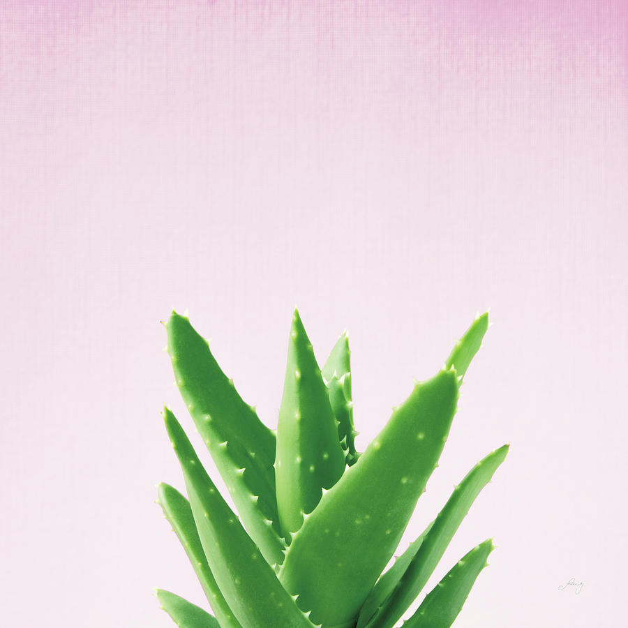 Aloe Photograph - Succulent Simplicity V On Pink #1 by Felicity Bradley