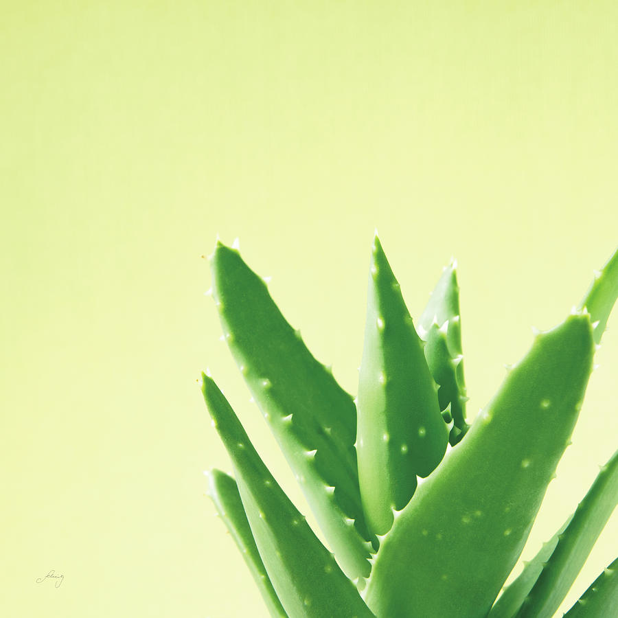 Aloe Photograph - Succulent Simplicity Vi #1 by Felicity Bradley