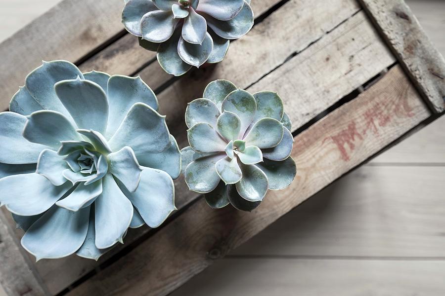 Succulents On Top Of Old Wooden Crate #1 Photograph by Pia Simon