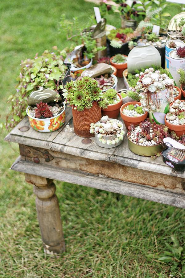 Succulents Planted In Tin Cans On Old Wooden Table #1 Photograph by Alexandra Panella