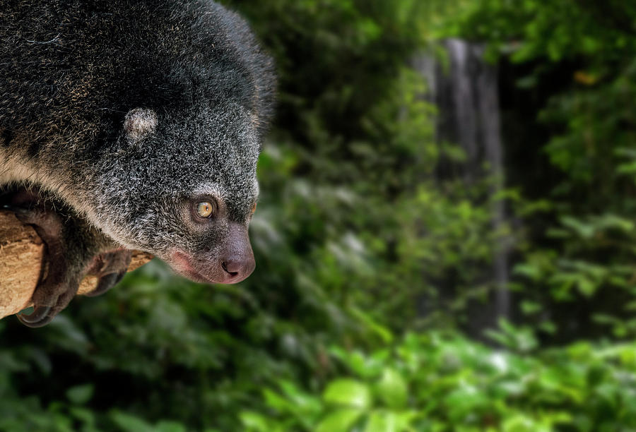 Sulawesi Bear Cuscus / Phalanger Arboreal Marsupial Endemic #1 ...