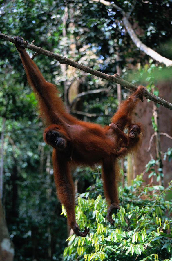Sumatran Orangutan Pongo Pongo Abelii #1 Photograph by Art Wolfe