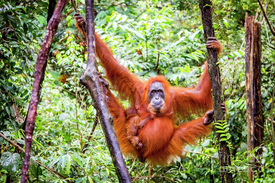 Sumatran Orangutan With Baby #1 Photograph by Paul Williams/science ...