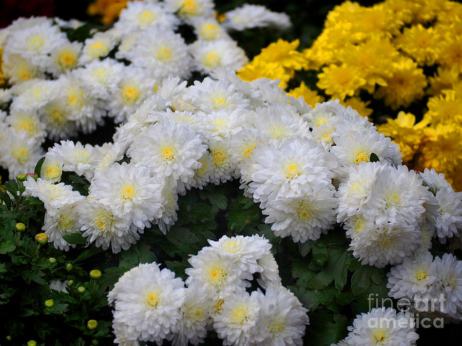Summer Flowers #1 Photograph by Raymond Earley