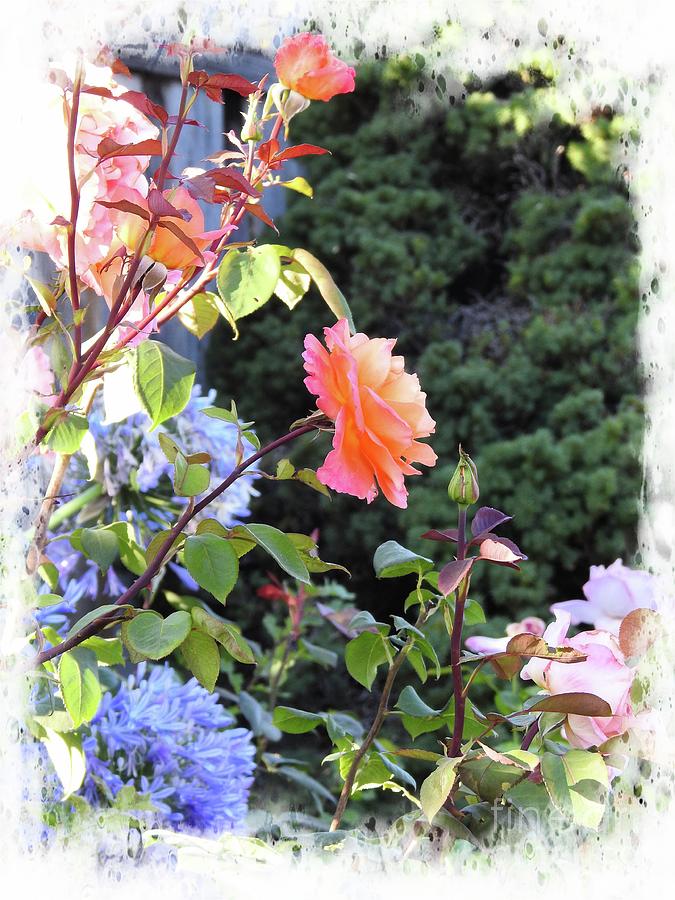 Summer Garden by Leslie Hunziker Summer Garden by Leslie Hunziker