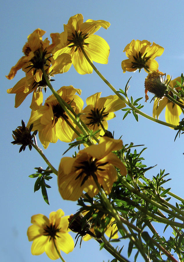 Summer Sky Flowers 5 #1 Photograph by Jaeda DeWalt