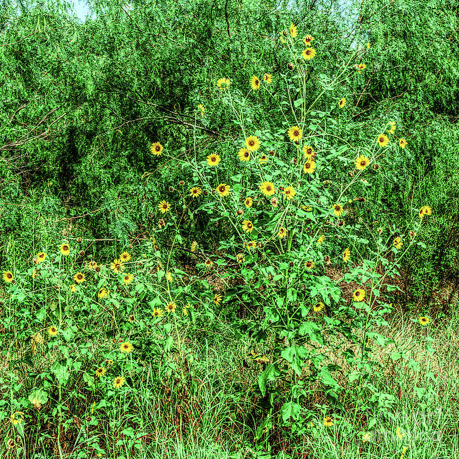 Summer Sunflowers Photograph