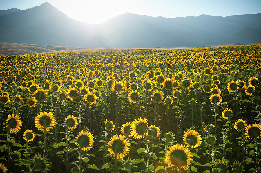 Summer Sunrise Over Sunflower Field #1 Photograph by Stephen Simpson