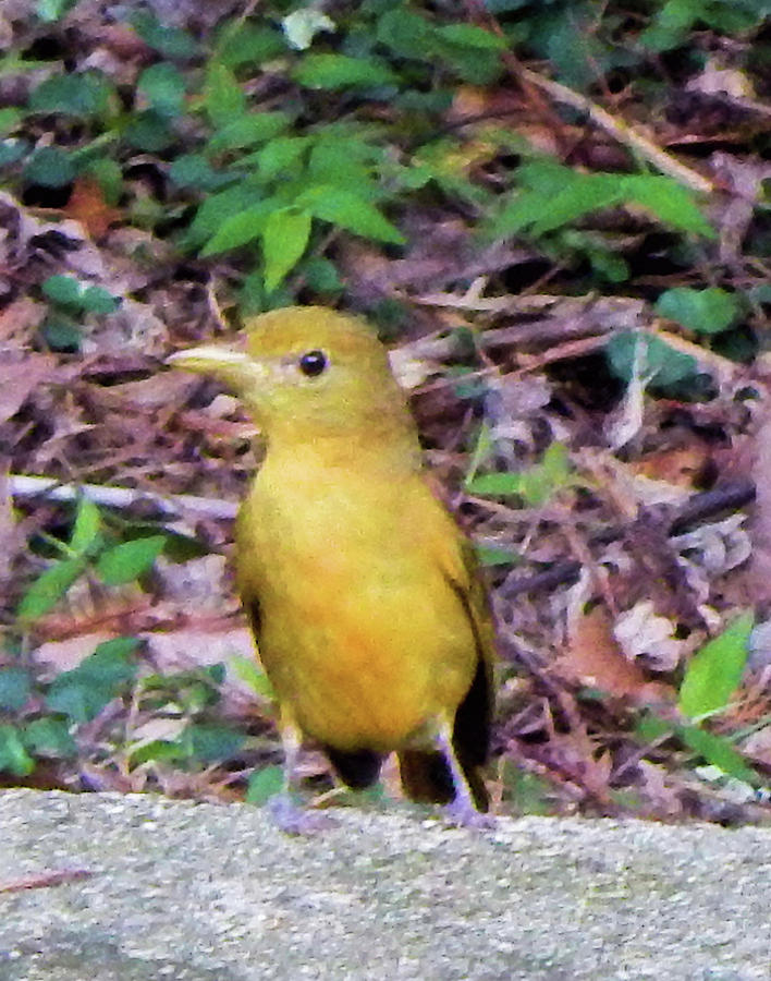 Summer Tanager II #1 Photograph by Karen Stansberry