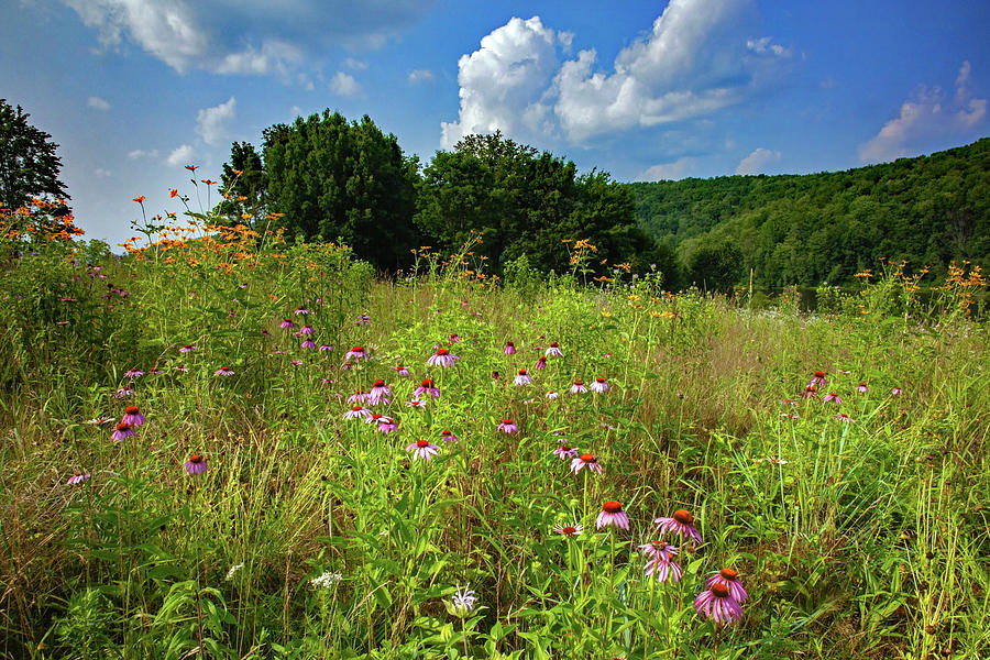 Summer Wildflower Meadow #1 Photograph by Michael Gadomski