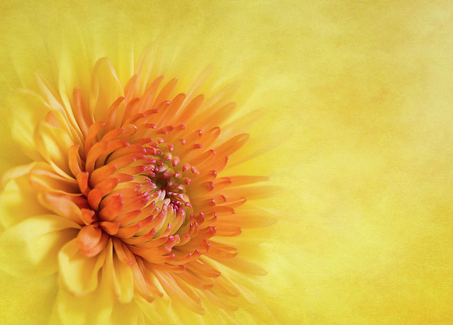 Summertime by Cyndy Doty Summertime by Cyndy Doty