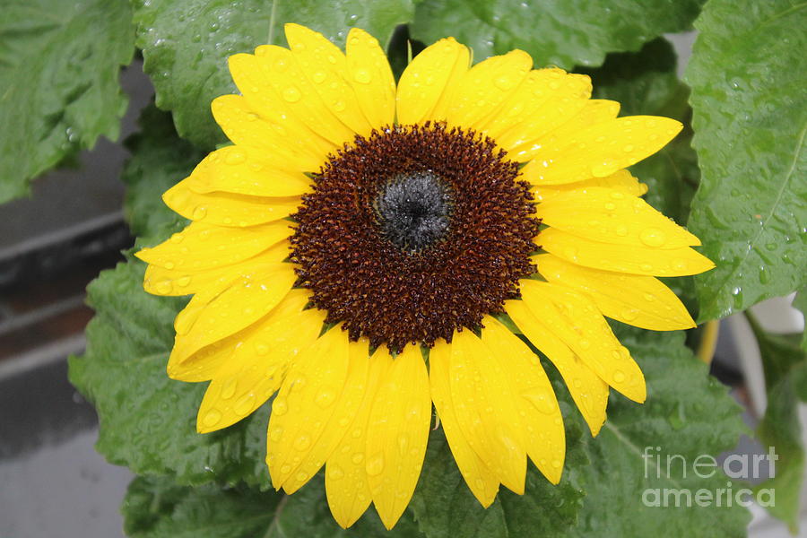 Sun Flower With Rain Dew Drops Photograph by Barbra Telfer