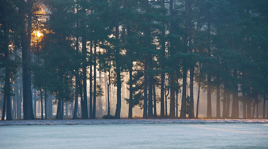 Fall Photograph - Sun Rays Shining Through Trees On A Frosty Morning In Woking / Surrey #1 by Cavan Images