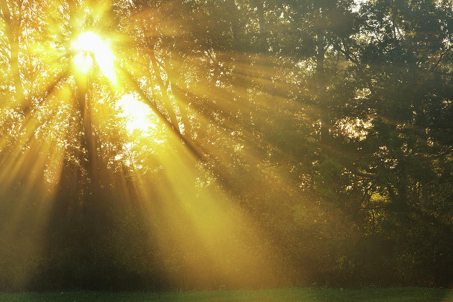 Sun Shining Through Tree #1 Photograph by Raimund Linke