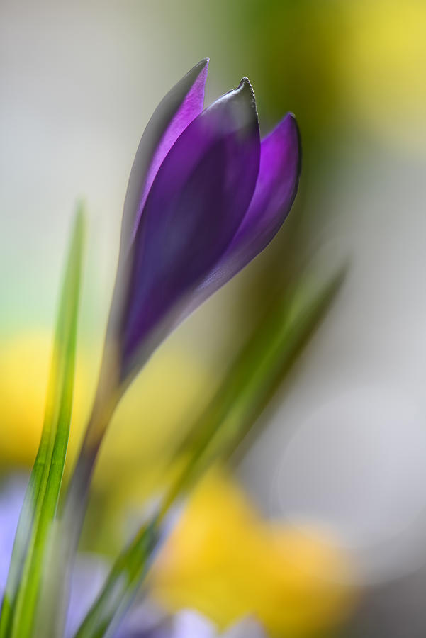 Flower Photograph - Sunbeam #1 by Heidi Westum
