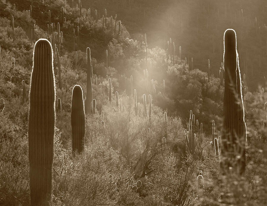 Sunbean And Saguaros #1 Photograph by Tim Fitzharris