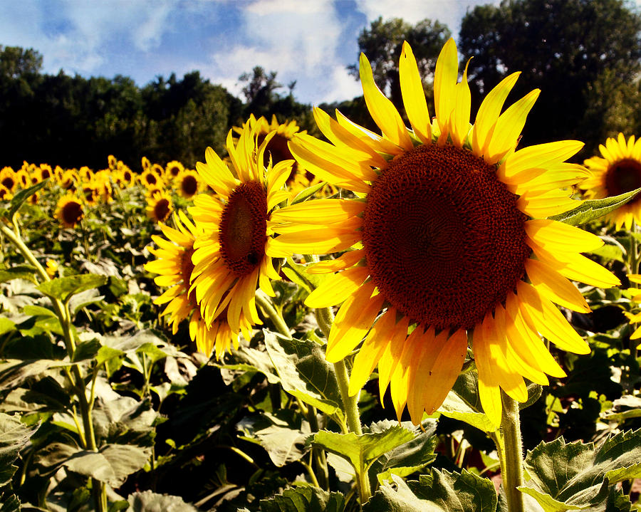 Sunflower 2 #1 Photograph by Marty Koch