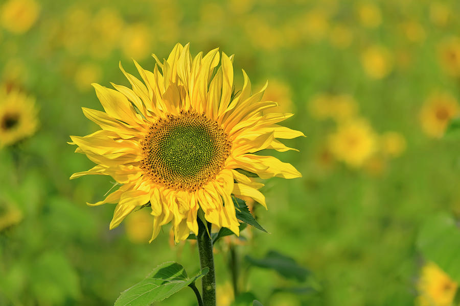Sunflower Photograph - Sunflower #1 by Cora Niele