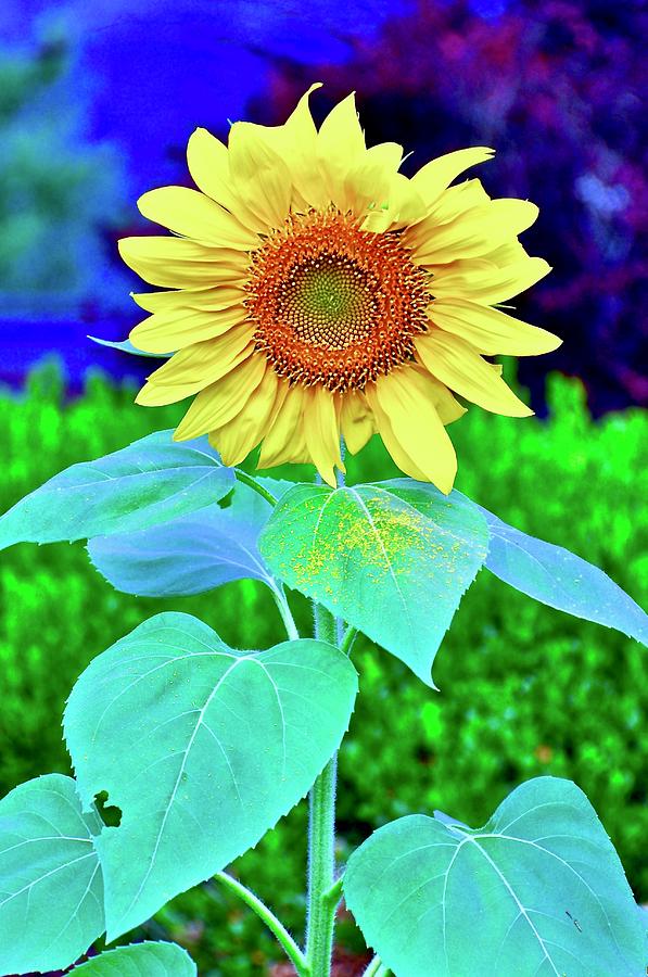 Sunflower #1 Photograph by Cornelia DeDona