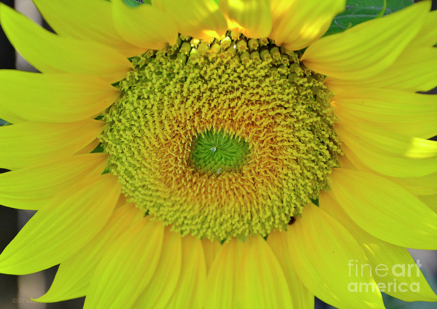 Plant Photograph - Sunflower by Debby Pueschel Plant Photograph - Sunflower by Debby Pueschel