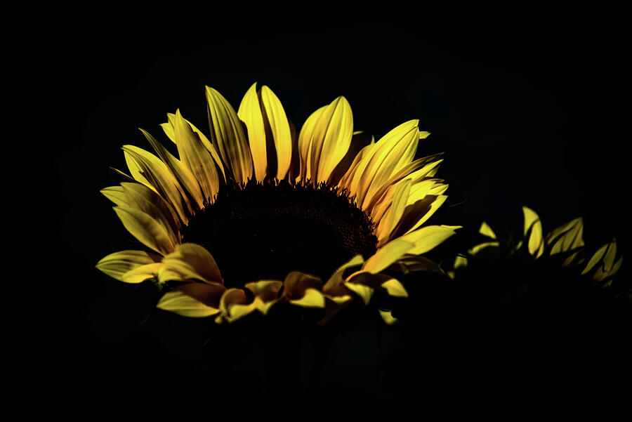 Sunflower Photograph - Sunflower by Debra Kewley