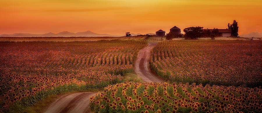 Sunflower Farm #1 Photograph by Kristal Kraft