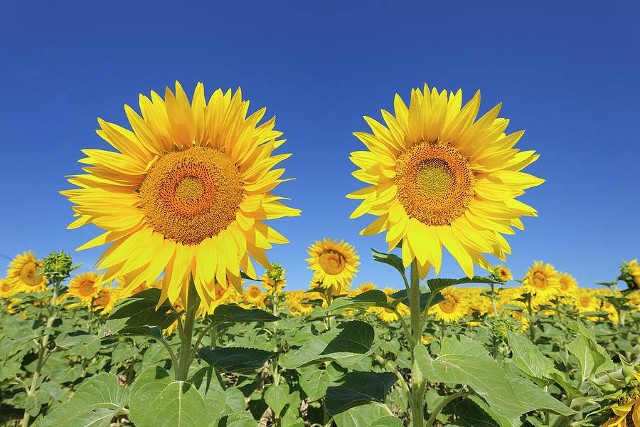 Sunflower Field #1 Digital Art by Cornelia Dorr