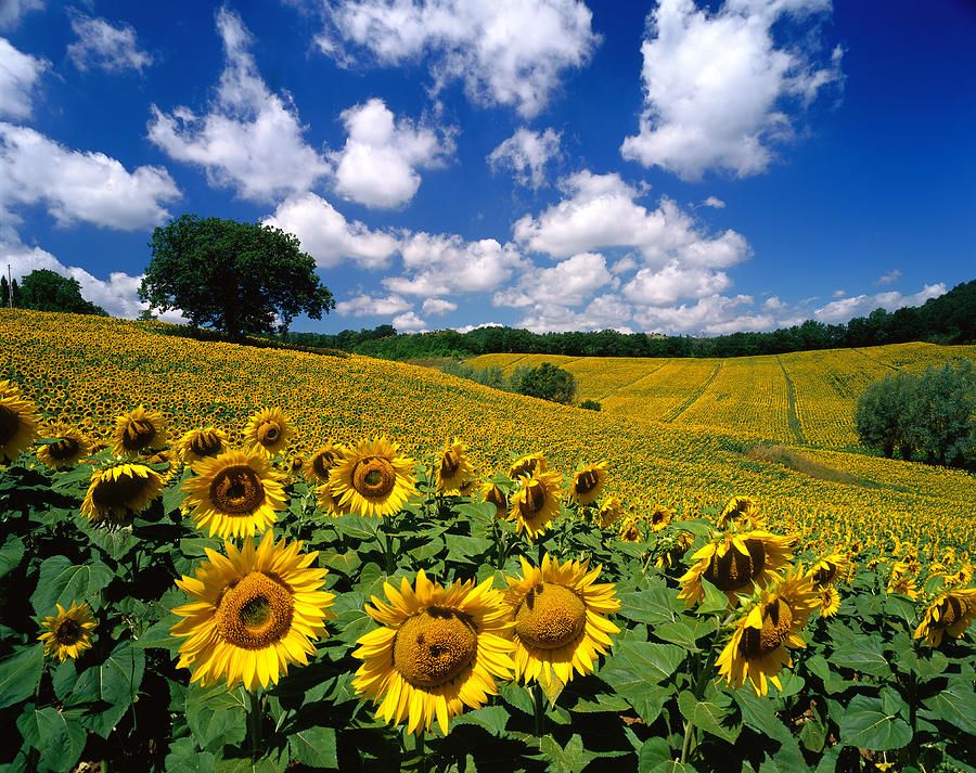 Nature Digital Art - Sunflower Field #1 by Giovanni Simeone
