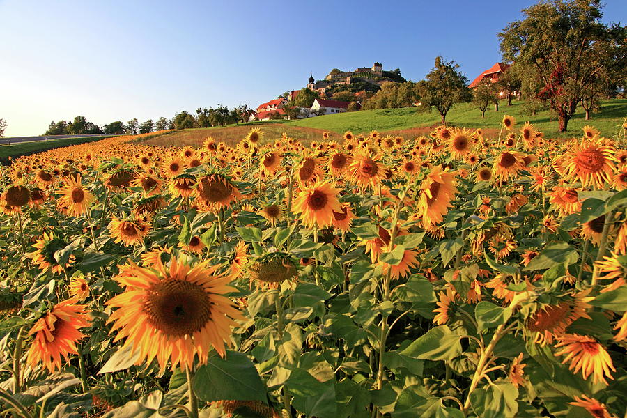 Sunflower Field #1 Digital Art by Gunter Grafenhain