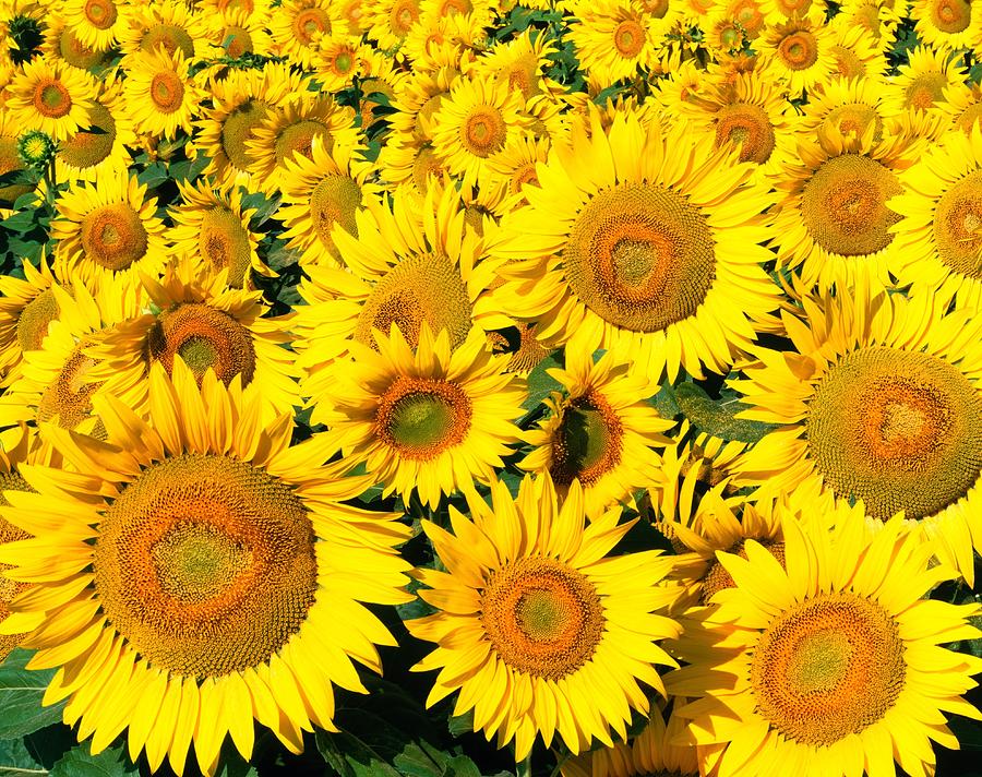 Nature Digital Art - Sunflower Field #1 by Massimo Ripani