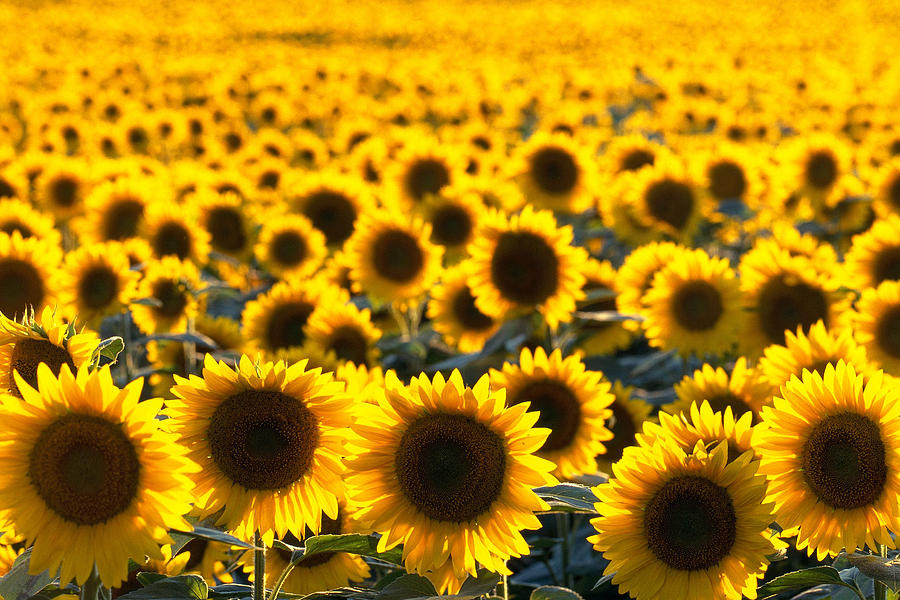 Sunflower Field #1 Photograph by Michael Lustbader