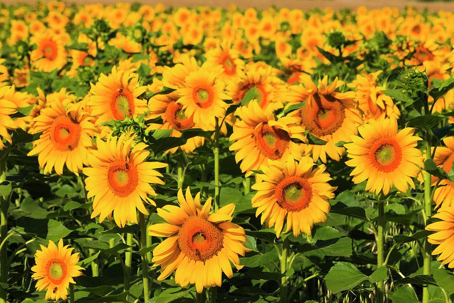 Sunflower Field #1 Digital Art by Peter Fischer