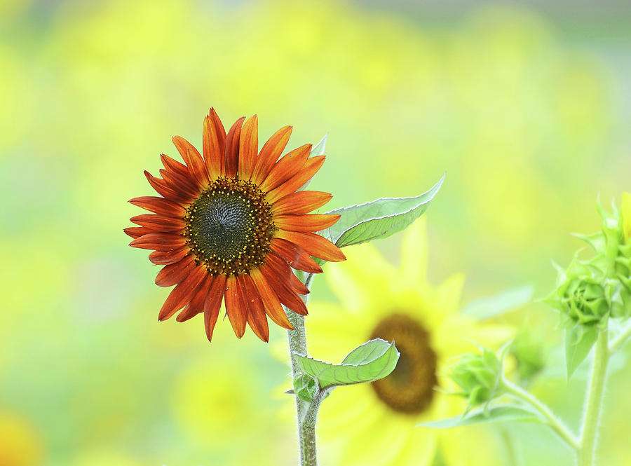 Sunflower Field #1 Photograph by Rodney Campbell