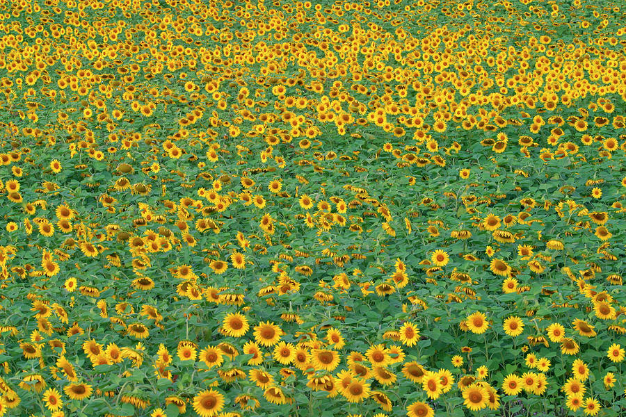 Sunflower field #1 Photograph by Seeables Visual Arts